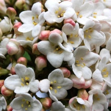 Viburnum carlcephalum 