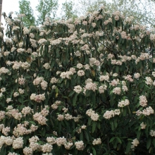 Viburnum rhytidophyllum 