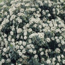 Viburnum carelesii x bitchiuense `Juddii`