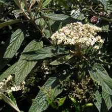 Viburnum rhytidophyllum 