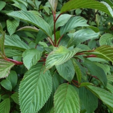 Viburnum bodnantense `Dawn`