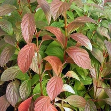 Viburnum bodnantense `Dawn`