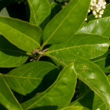 Viburnum odoratissimum 