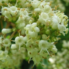 Viburnum odoratissimum 