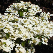 Viburnum plicatum `Watanabe`