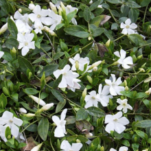 Vinca minor 10 darabos kedvezményes csomag!