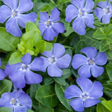 Vinca minor 10 darabos kedvezményes csomag!