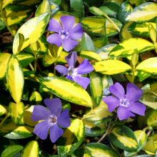 Vinca minor 10 darabos kedvezményes csomag!