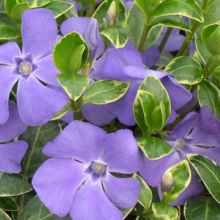 Vinca minor 10 darabos kedvezményes csomag!