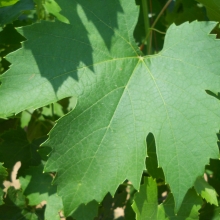 Vitis `Betty Jane`