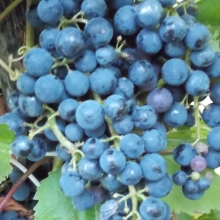 Vitis `Cascade`