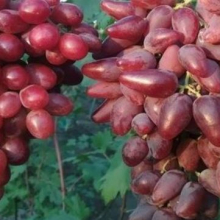 Vitis `Dubovskij Rozovij`