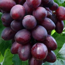 Vitis `Dunav`