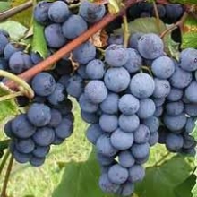 Vitis ` Isabella` (Izabella)