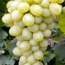 Vitis `Lora`