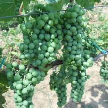 Vitis `Melody`