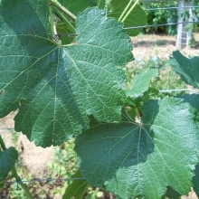 Vitis `Melody`