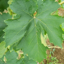 Vitis `Zaporozsec`
