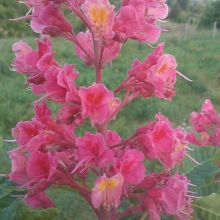 Aesculus carnea `Briottii`