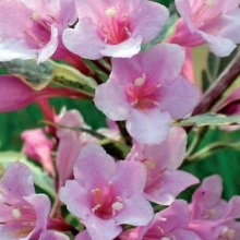 Weigela florida `Magical Rainbow`