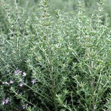 Westringia fruticosa `Alba`