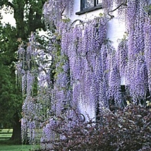 Wisteria floribunda var. macrobotrys (`Multijuga`)