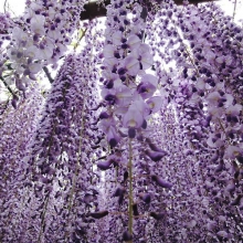 Wisteria floribunda var. macrobotrys (`Multijuga`)