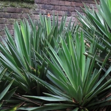 Yucca gloriosa