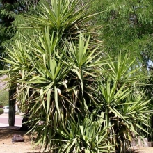 Yucca gloriosa