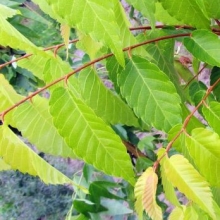 Zelkova serrata `Luminifera` (Keaki)