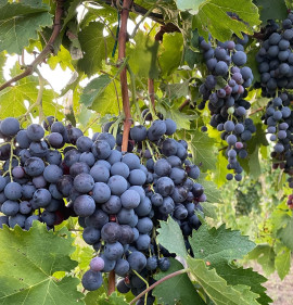 Vitis `Hamburgi muskotály`