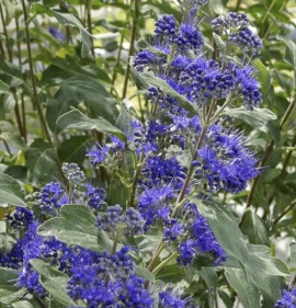 Caryopteris clandonensis `Thetis`