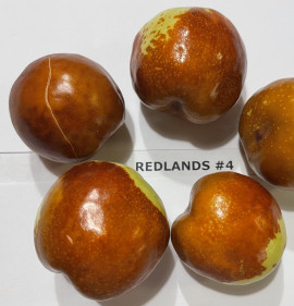 Ziziphus jujuba `Redlands #4`