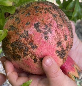 Punica granatum `Endre kedvence`