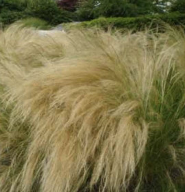 Stipa tenuissima