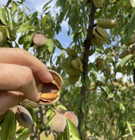 Amygdalus communis `Dangarinszki`