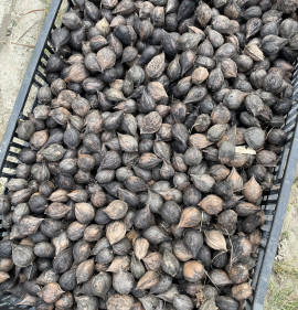 Juglans ailanthifolia var. cordiformis MAG!!! 10 MAG!!!