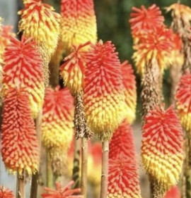 Kniphofia `Flamenco`