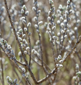 Salix candida `Iceberg Alley`