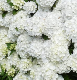 Hydrangea macrophylla `Madame Emilie Mouliere`
