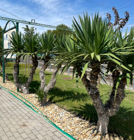 Yucca recurvifolia 