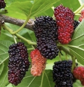 Morus alba x rubra `Gerardi Dwarf`