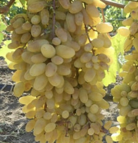 Vitis `Kismis Geliodor`
