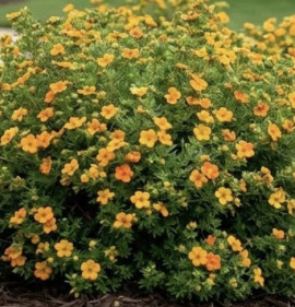 Potentilla fruticosa `Marmalade`