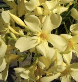 Nerium Oleander `Marie Gambetta`