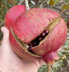 Punica granatum `Wonderful` (D) NAGY NÖVÉNY!