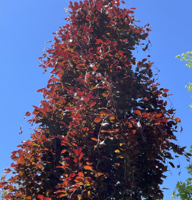 Fagus sylvatica `Dawyck Purple`