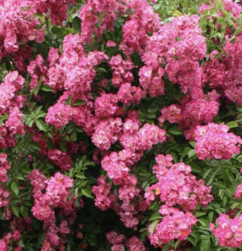 Rosa `Maria Lisa`
