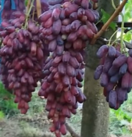 Vitis `Manikür Finger`