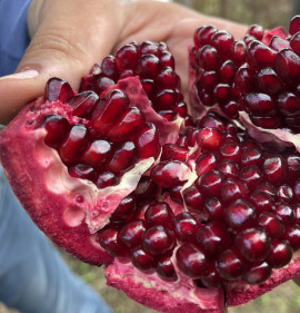 Punica granatum `Gyűdi Bíbor`